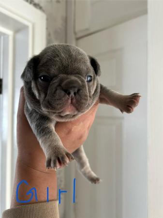 Image 13 of KC registered French Bulldogs
