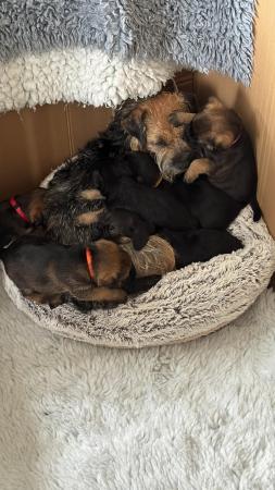 Image 6 of Slem clear border terrier girl 3/4 oxcroft ready now