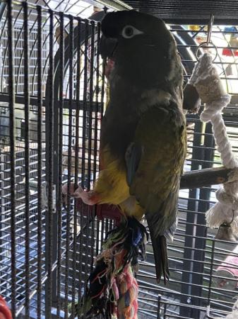 Image 3 of Male Patagonian conures available