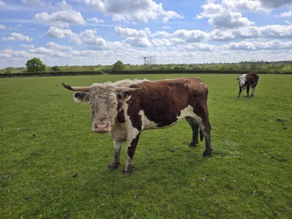Image 2 of Hereford Cow For Sale ..