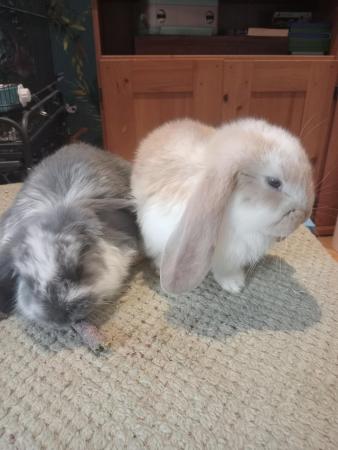 Image 1 of French lop rabbits boys