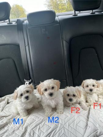 Image 5 of Bichon puppies very nice