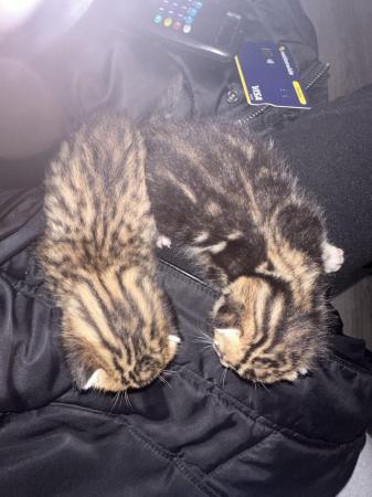 Image 3 of Bengal cross kittens ready to leave in 5 week