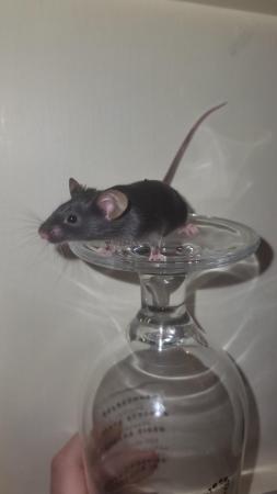 Image 10 of Friendly baby mice ready now