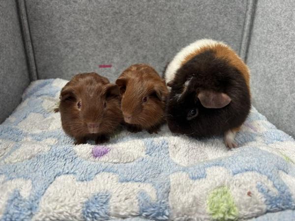 Image 3 of Guinea pigs baby boars / Teddy