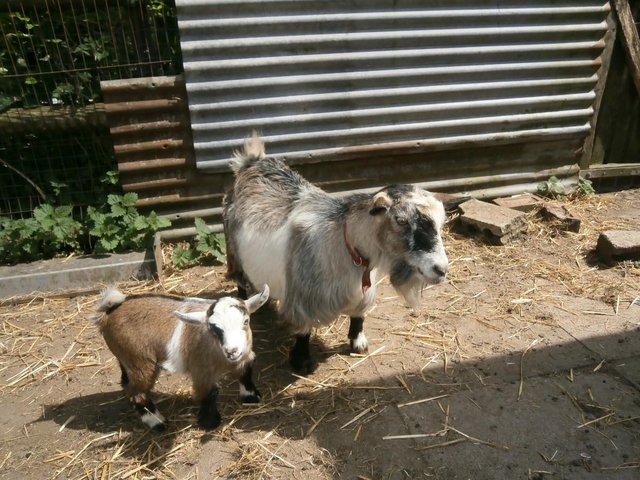 Preview of the first image of Pygmy Goat Nanny with Kid at Foot.