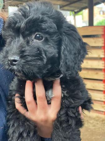 Image 6 of 11 week old cockerpoo dog puppies for sale