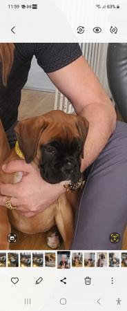 Image 6 of Boxer Puppies 1 female available