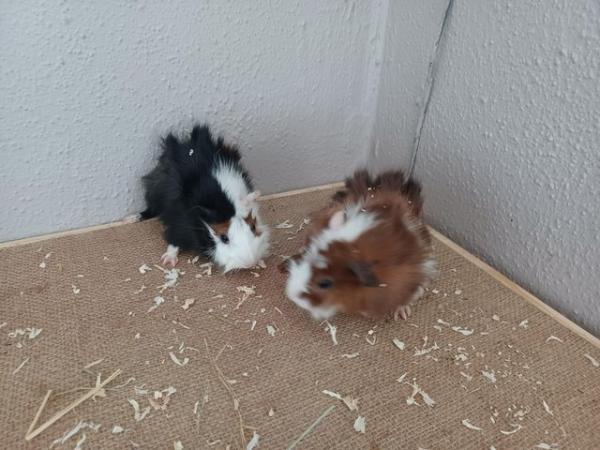 Image 5 of Baby guinea-pigs (Abyssinian and Teddy's)