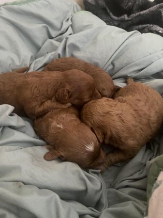 Image 6 of Gorgeous red/apricot cavapoo puppies VIEWING NOW!