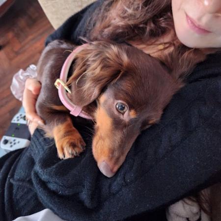 2 miniature dachshunds, 18 months old for sale in Dulwich, Southwark, Greater London - Image 5
