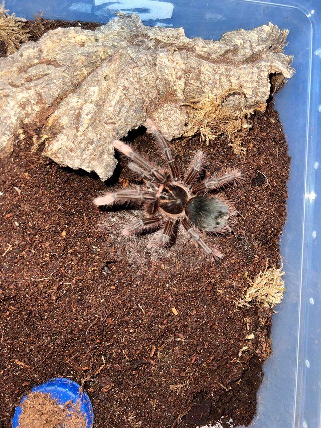 Preview of the first image of Goliath Birdeater Tarantula Can POST.