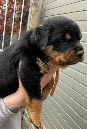 Image 10 of Rottweiler kc registered puppies