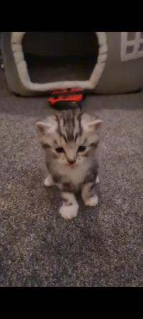 Image 6 of 4 silver mackerel  bengal Cross silver tabbies for sale