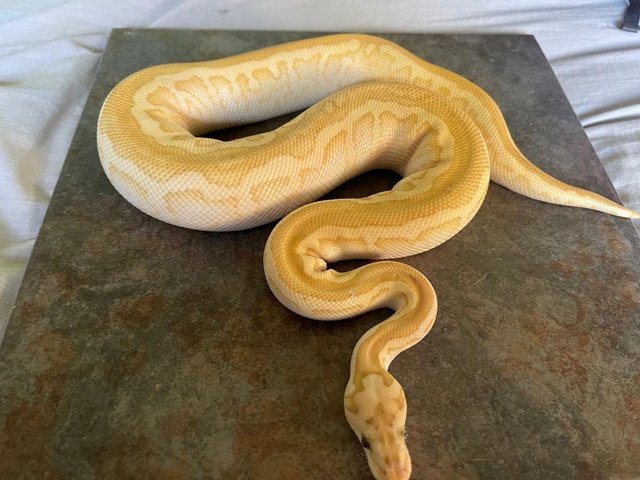 Preview of the first image of banana lesser spotnose clown male royal python.