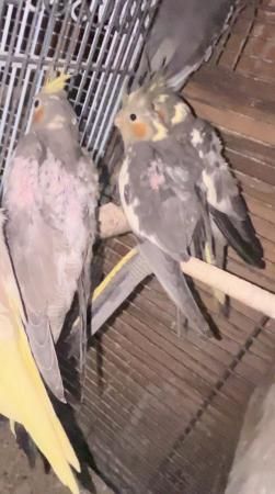 Image 1 of really beautiful cockatiel babies for sale