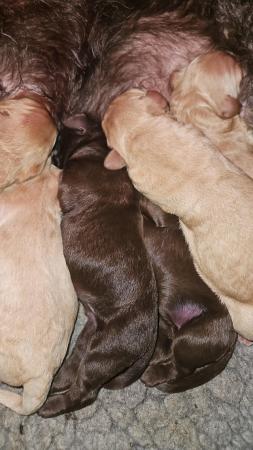 Image 5 of Bouncy Labradoddle pups
