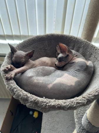 Image 15 of 2 sphynx kittens ready now for loving homes