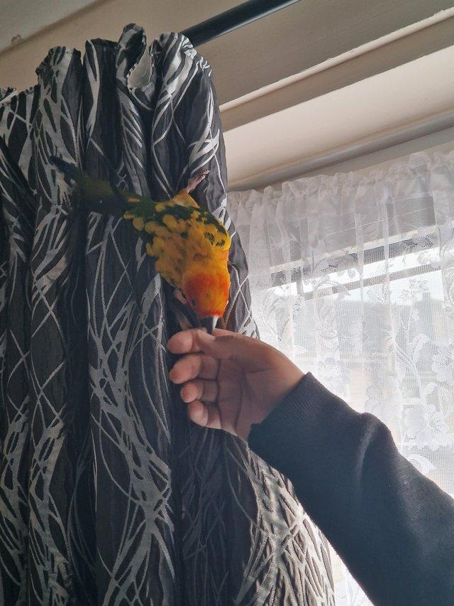 Preview of the first image of Beautiful sun conure tamed parrot.