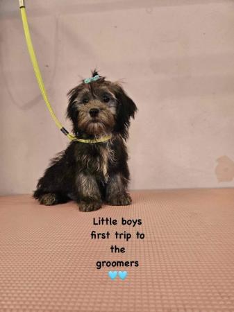 Image 6 of Shorkie silver shorkie boy only boy now available