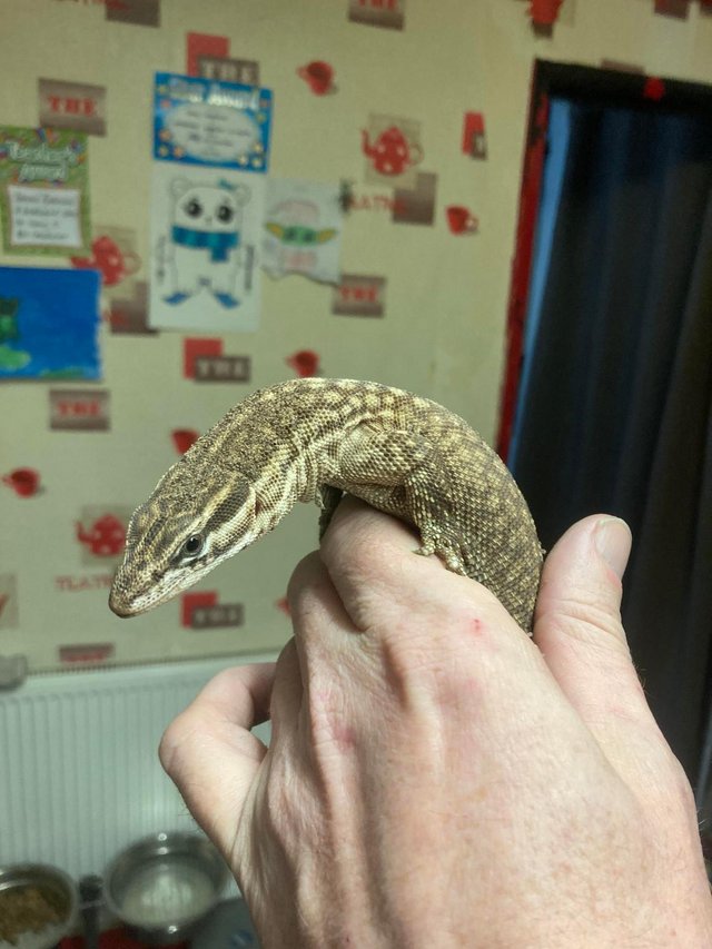 Preview of the first image of 3 year old Female Ackie Monitor.