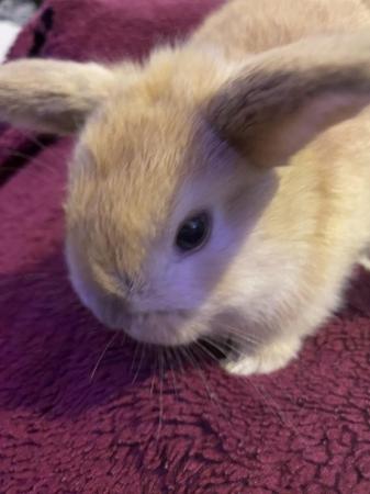 Image 7 of 6 week old Cute fluffy bunnies