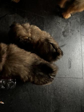 Image 18 of Lhasa apso cross Pomeranian puppies