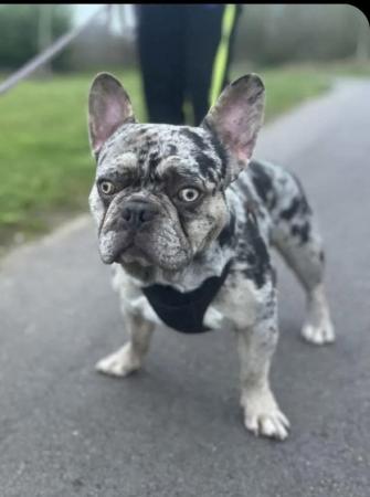 Image 5 of 2 year old Frenchie to only the best home