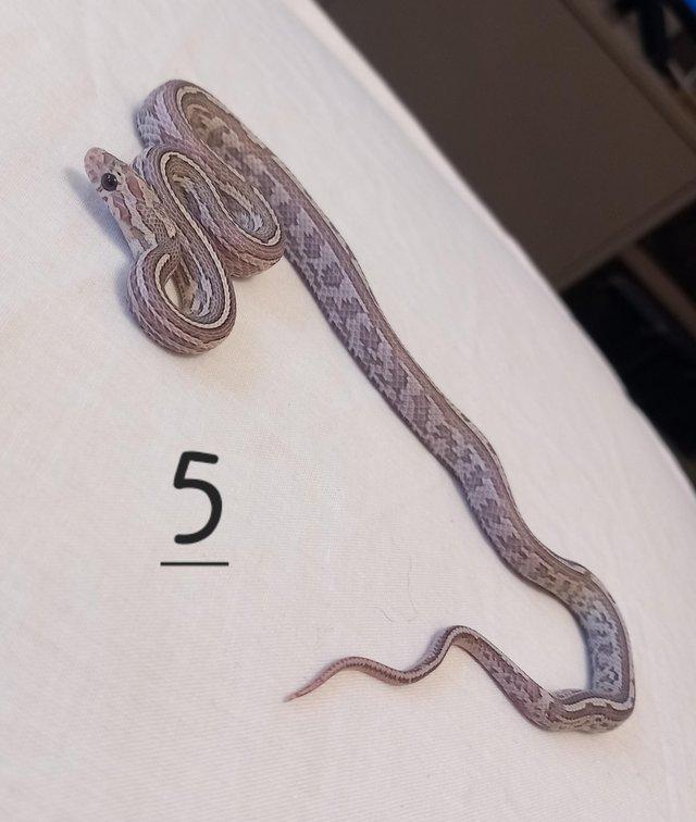 Preview of the first image of Lavender corn snake clutch with multiple hets.