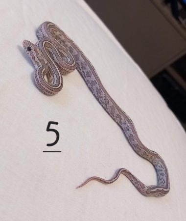 Image 1 of Lavender corn snake clutch with multiple hets