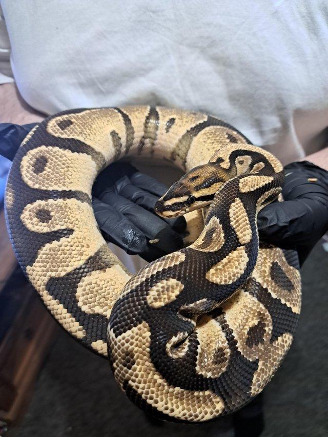 Preview of the first image of 2021Male od fire 66% het pied.