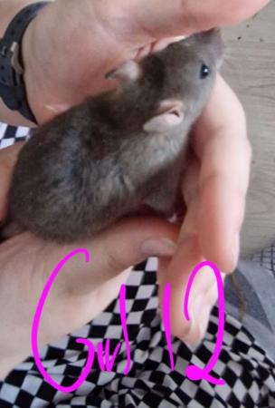 Image 3 of Friendly Female Rat Babies