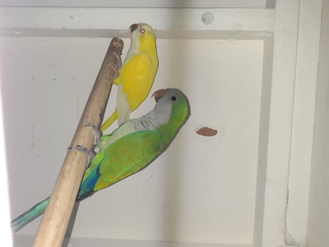 Preview of the first image of 2 AVAIRY QUAKER PARROTS,1GREEN 1YELLOW.