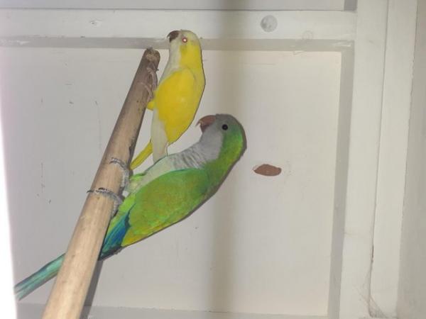 Image 1 of 2 AVAIRY QUAKER PARROTS,1GREEN 1YELLOW