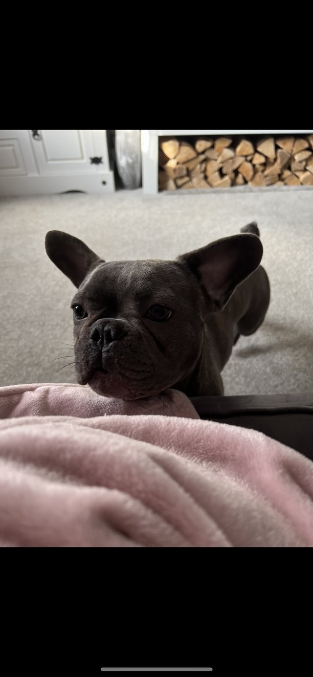 Preview of the first image of French bulldog boy 2 year old.