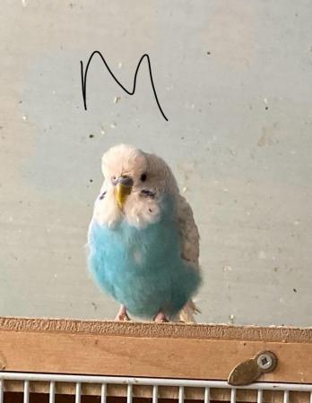 Image 10 of Budgies for sale, this years young