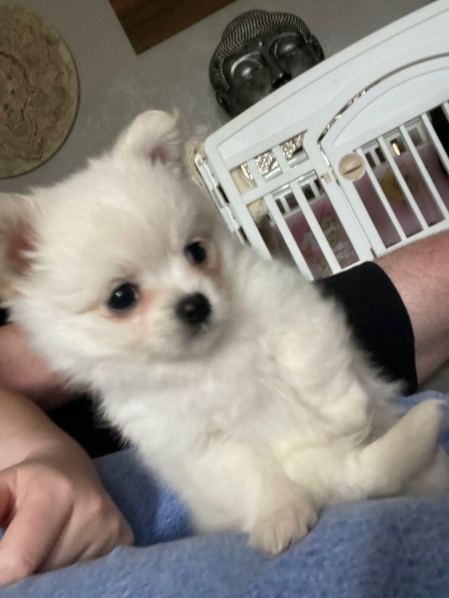 Preview of the first image of Beautiful pomchi puppies for sale ready for there forever ho.