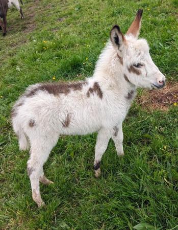 Image 3 of RESERVED Registered Mediterranean Miniature Donkey for sale