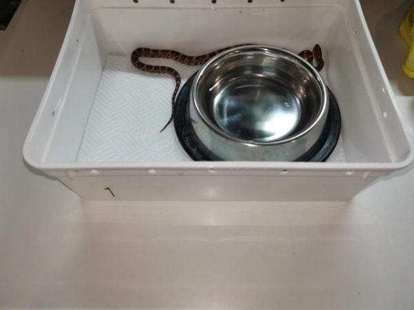 Image 12 of Lovley young corn snake available