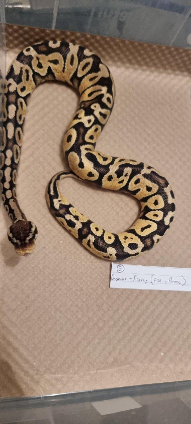 Preview of the first image of Firefly (Fire x Pastel) royal/ball python for sale.