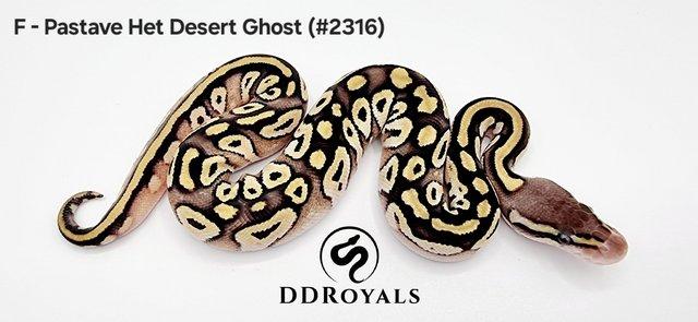 Image 6 of Royal Pythons: Pieds, Desert Ghosts. ADULTS AND HATCHLINGS