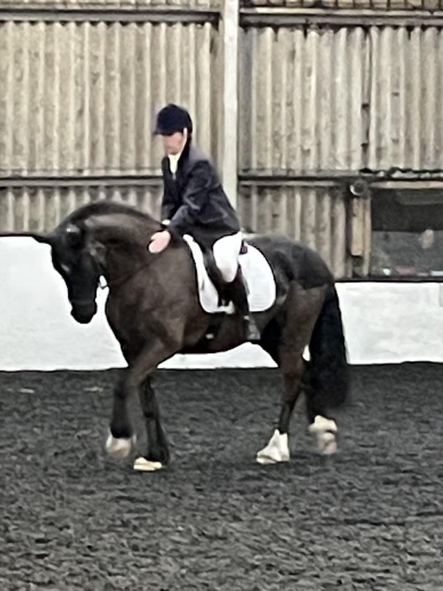 Preview of the first image of Stunning welsh D black gelding.