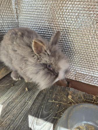 Image 4 of Male rabbit for sale  have a lion