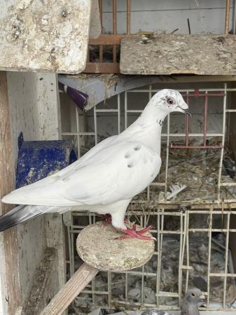 Image 1 of Racing pigeons ,,,,,,,,,,,