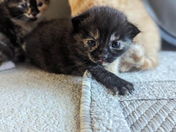 Image 9 of 5 kittens for sale 2 gingers and 3 bark speckled,