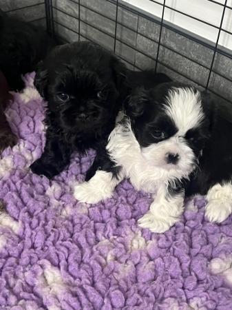 Image 13 of Shih Tzu Puppies For Sale (1 Boy)