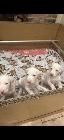 Image 9 of LEMON SPOTTED DALMATIAN BOY PUPS! READY NOW !