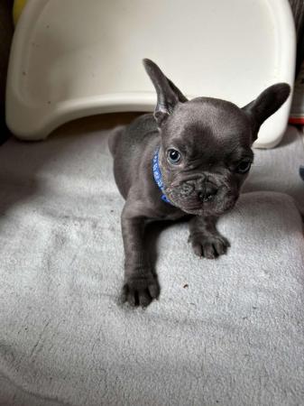 Image 7 of Kc frenchbulldog pups £780