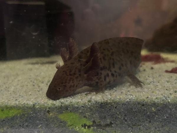 Image 1 of Lovely axolotls looking for new home