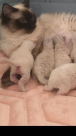 Image 11 of Regis insured fully vaccinated pure Ragdoll kittens £550